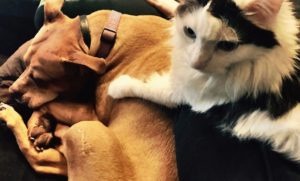 Cat hugging dog