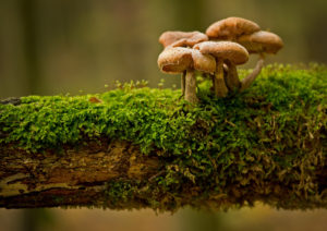 mushrooms and moss on a fall log, connoting interconnectedness.