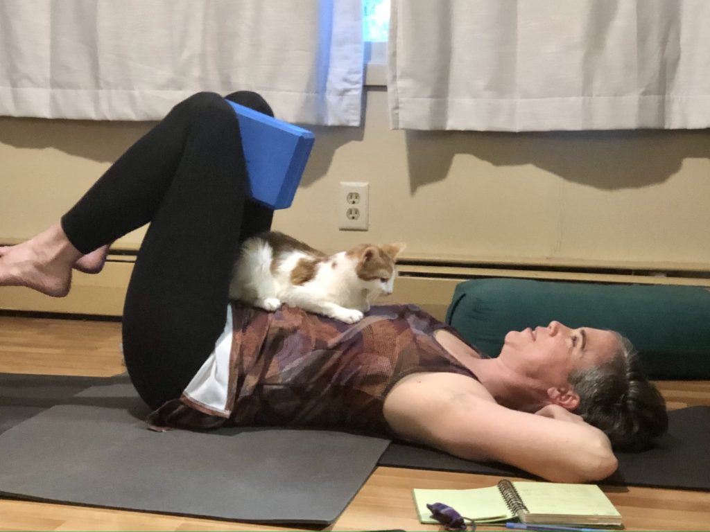 Yoga teacher on Zoom leading an ab warm up with kitten on belly. 