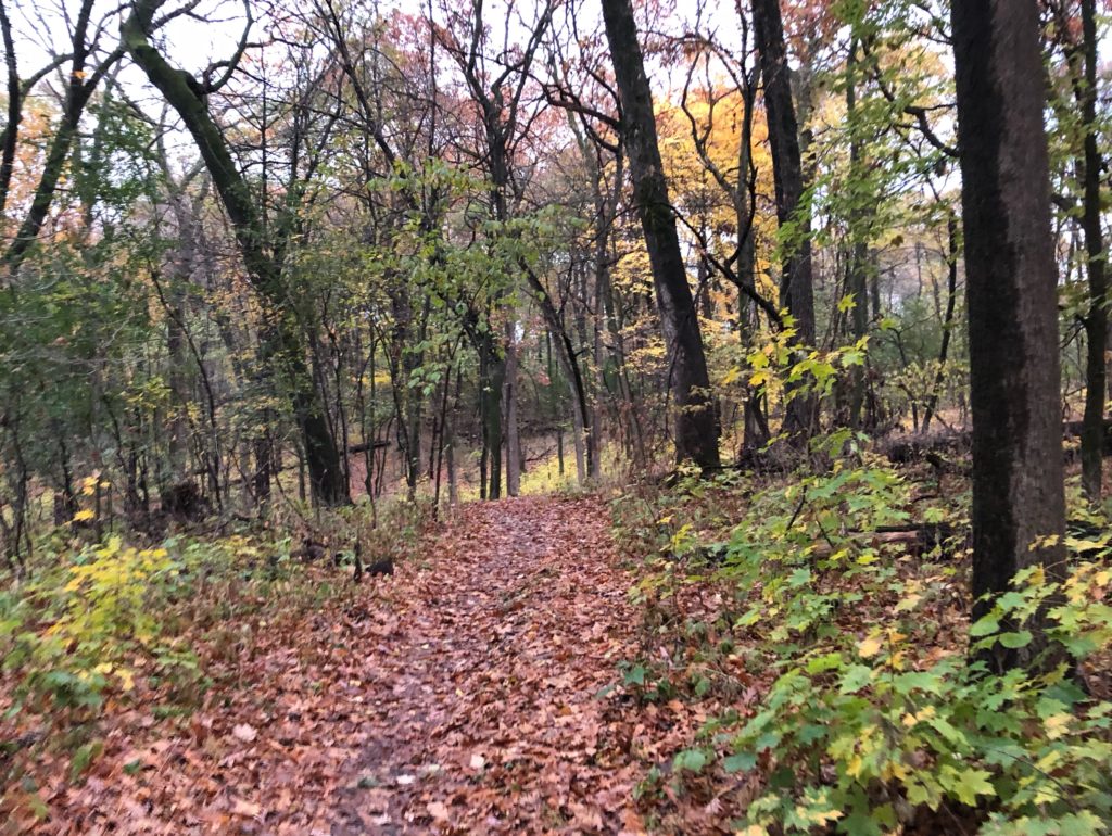 Trail through woods covered in leaves.