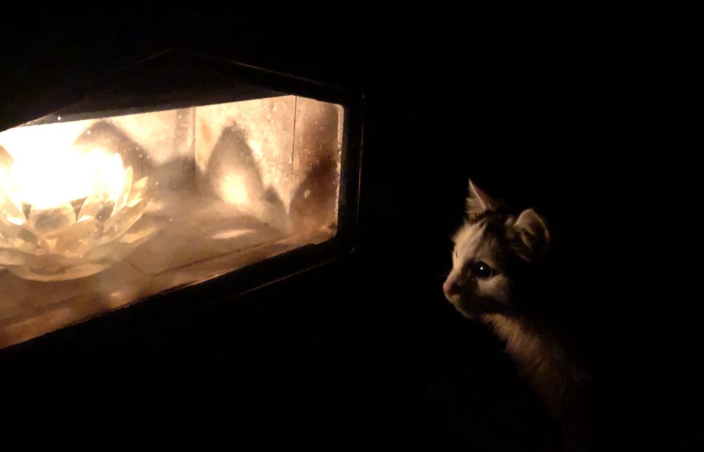 Cat looking at Solstice Candle 