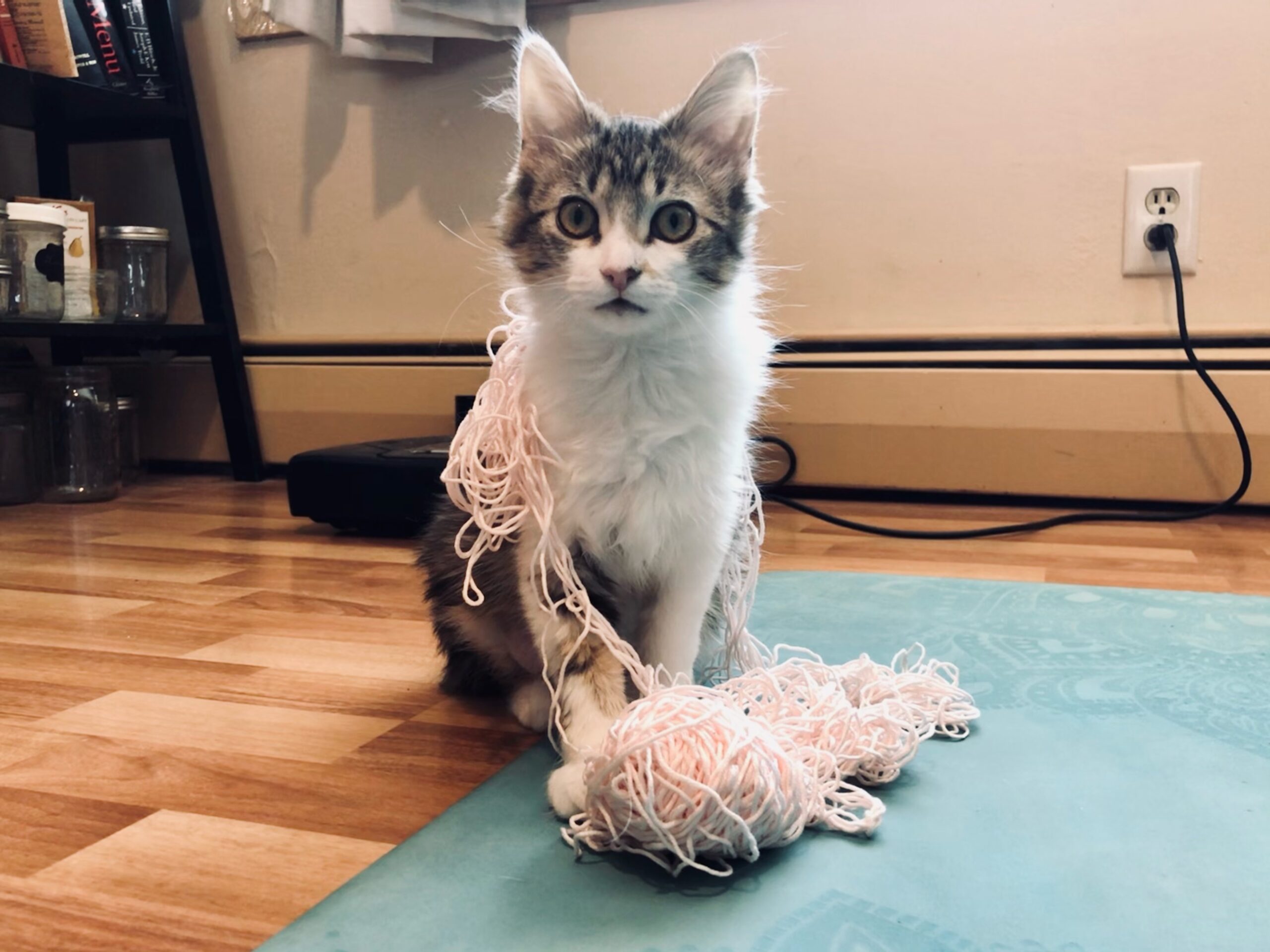 kitten on yoga mat covered in yarn that used to be a ball. 