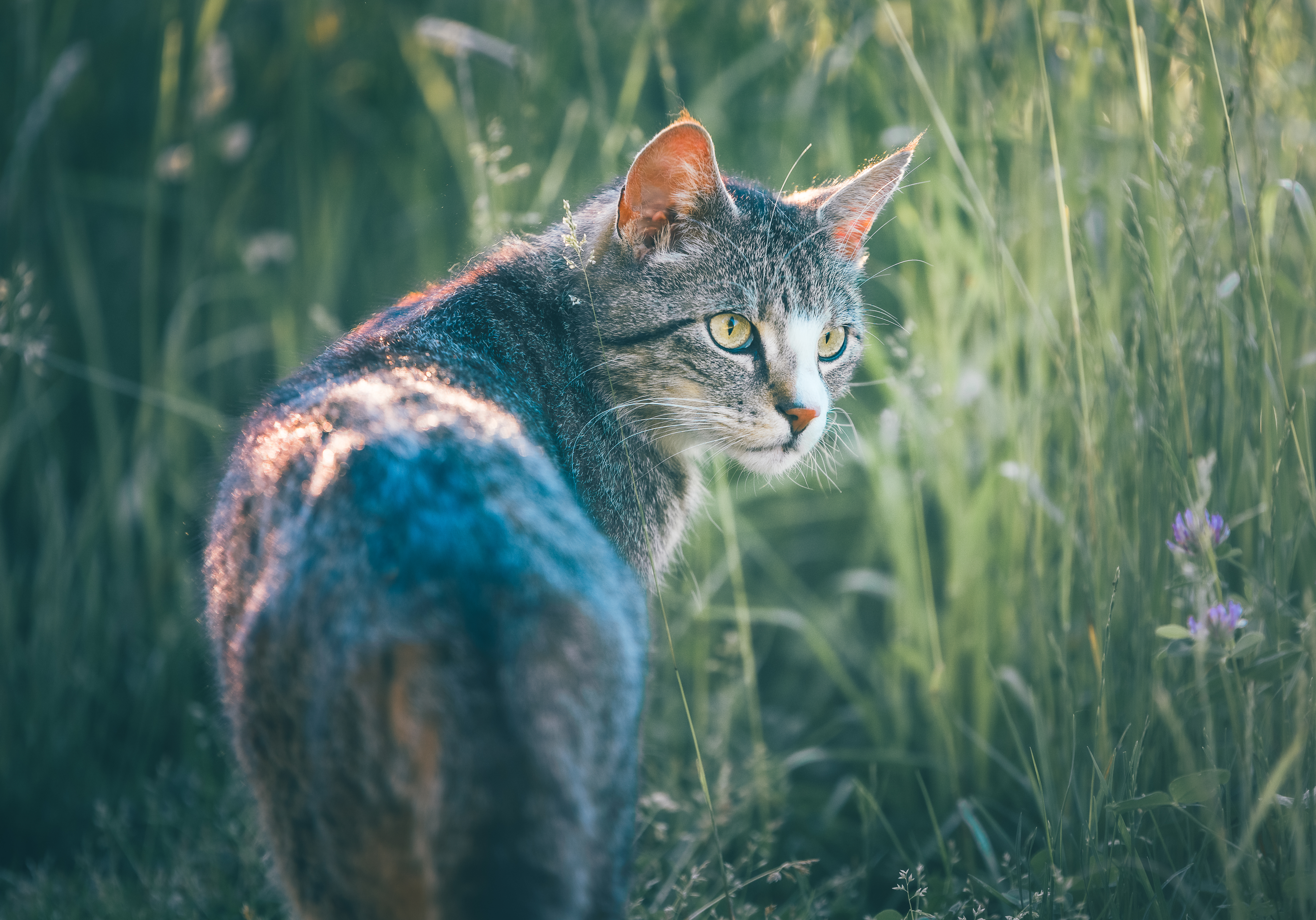 Cat walking in tall grass.