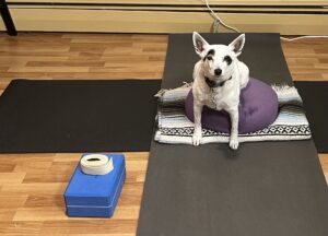 Little white dog sitting on a yoga mat looking expectant, as if waiting for class to begin.