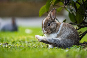 Bunny doing yoga stretch on the grass.